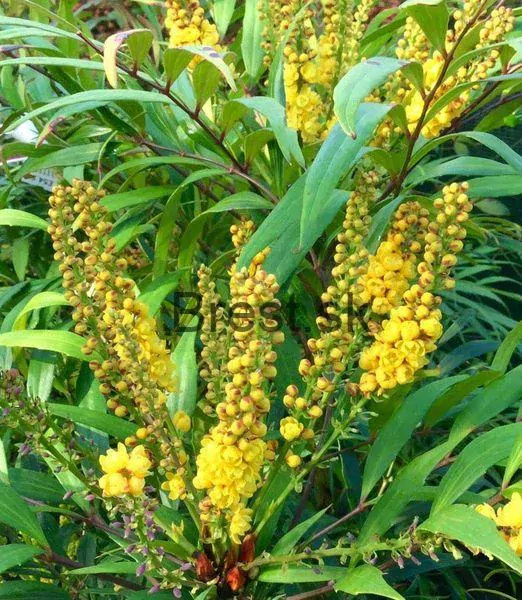 Mahonia confusa 'Narihira'